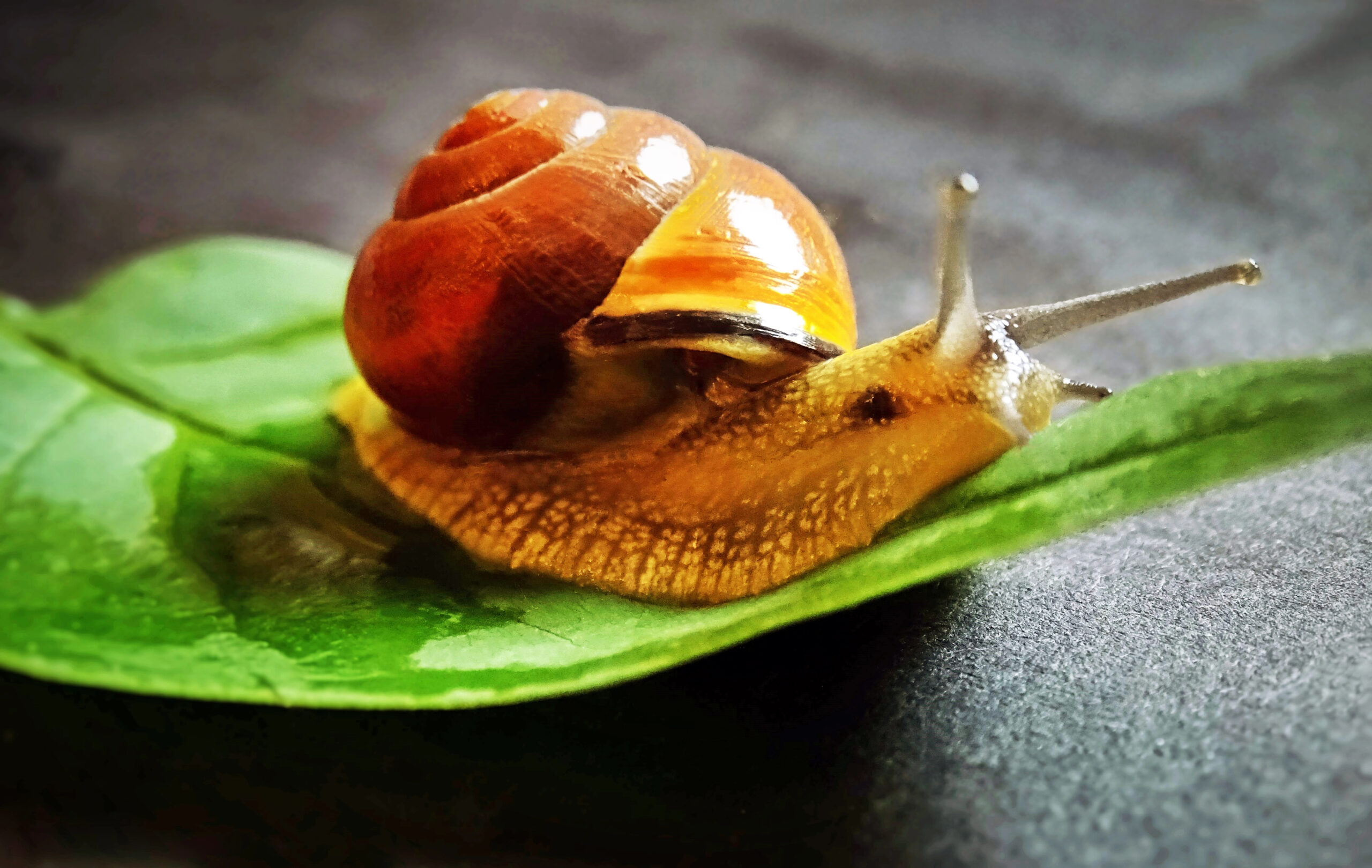 Schnecke auf Blatt
